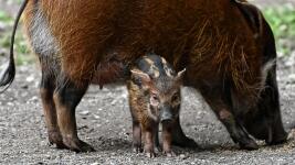 prase brush-ear-pig-4384631 960 720